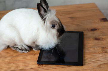 white home cute rabbit watching tablet