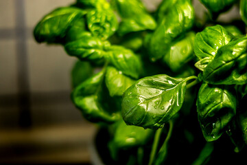 frische Basilikumblätter mit Wassertropfen