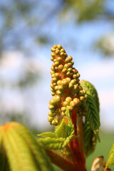 Junger Kastanientrieb, Young chestnut shoot