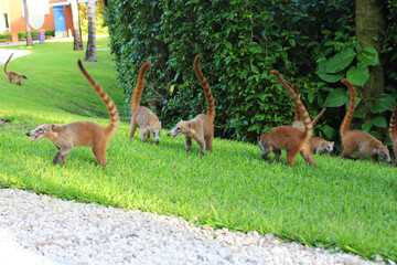 South American Coati, Nasua nasua walking on green fresh grass. Wildlife scene. Playa del Carmen, Riviera Maya, Quintana Roo, Mexico. Soft focus
