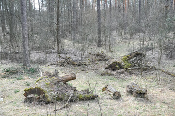 old firewood in the forest