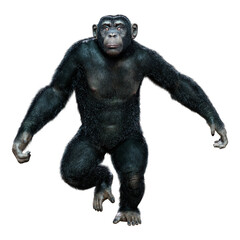 Obraz premium 3D Rendering Chimpanzee on White