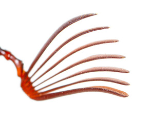 Beetle mustache isolated on white background.