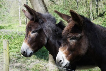 a donkey in the field on a sunny spring day in the mountains of Vizcaya, Basque Country