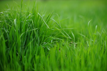 Lush fresh green grass in spring field.