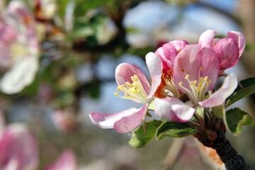 Fototapeta premium Obstbaumblüte, Fruit tree blossom