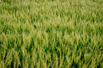 佐賀平野の麦畑