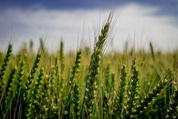 佐賀平野の麦畑