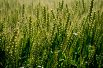 佐賀平野の麦畑
