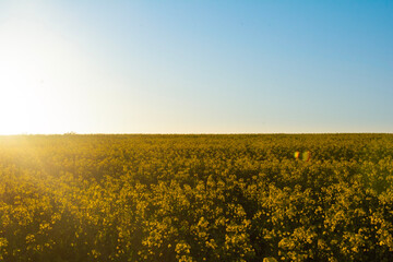 Obraz premium field of flowers