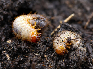chockchafer, white grub, Melolontha vulgaris, close up of may beetle larvas on soil - obrazy, fototapety, plakaty