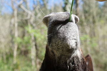 a donkey eating grass in the field on a sunny spring day


