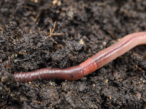 earthworm in fresh wet soil, close-up of garden compost with worm