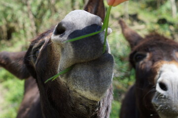a donkey eating grass in the field on a sunny spring day


