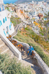 Greece Santorini island in Cyclades donkeys of the islands are used to transport tourists in summer...