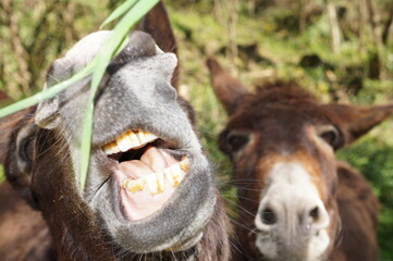 a donkey eating grass in the field on a sunny spring day


