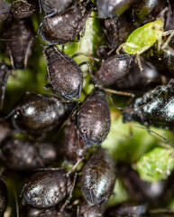 Close-up of aphids on a leaf of a tree.