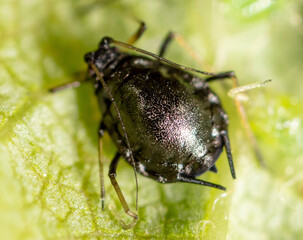Close-up of aphids on a leaf of a tree.