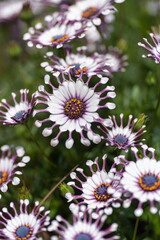 おもしろい形の花びら