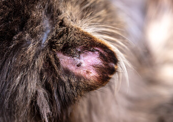 A wound on the ears of the cat.