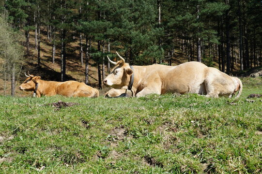 several cows lying in the grass on a sunny summer day in the mountains of the Basque Country, Spain