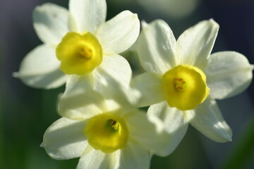 Fototapeta na wymiar Daffodils in morning sun