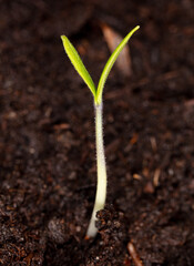 Tomato sprout emerges in the ground.