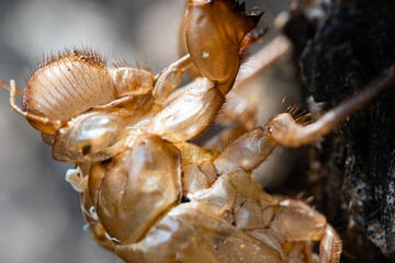 Rebirth Macro