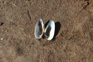 Fototapeta na wymiar Close-up of a seashell on sand for a banner or background