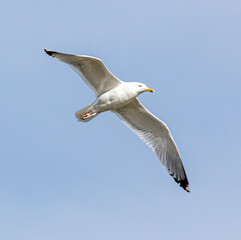 A seagull is flying in the sky.
