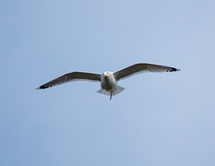A seagull is flying in the sky.