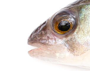 Fish head isolated on a white background.