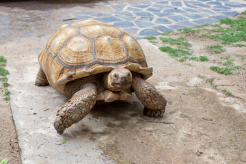 Turtle ; Close up Tortoise hiding in shell in nature, Turtle looking forward. A Tortoise walking on land.