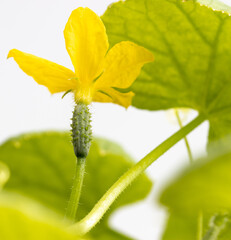 Close-up of a yellow flower on a cucumber isolated on a white background.