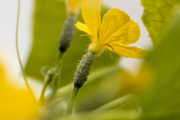 Close-up of a yellow flower on a cucumber.
