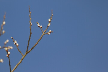 Willow, Salix caprea. Twig with blue background. Blue sky with place for text.