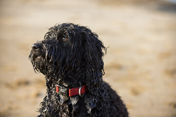Dog on a beach is sandy and is wet from playing in the sea