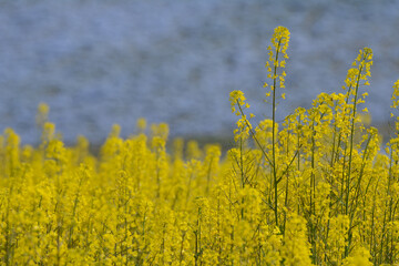 菜の花