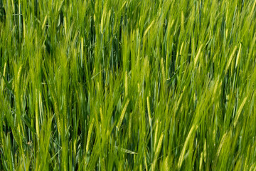 Cultivo de trigo