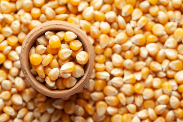 Macro close-up of organic yellow corn seed or maize (Zea mays) in an earthen clay pot (kulhar) on the self background. Top view