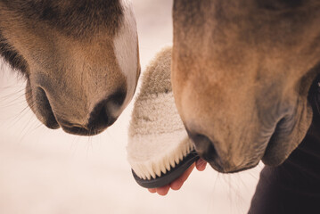 Fellpflege bei Pferden