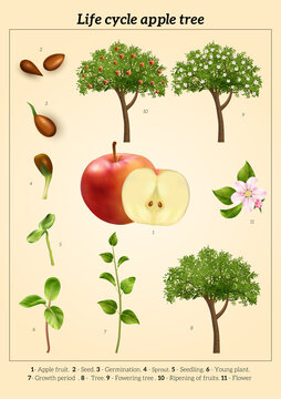Apple Life Cycle Vintage Poster