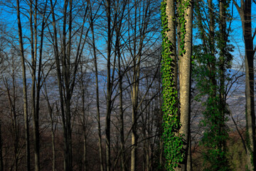 Obraz premium The tallest still creatures in nature: Ivy Trees