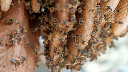 A swarm of working bees on honey cells in a beehive. honeycomb Bees in teamwork turn nectar into honey. Bees Pollinating in the Golan heights Israel. Close up of bees colony working and flying around