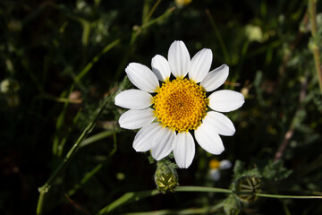 Margarita silvestre en primavera