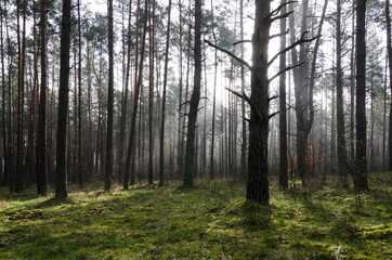 Obraz premium PINE FOREST - Nature landscape in the sunshine 