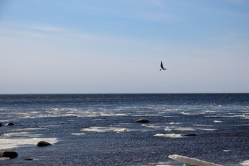 Seagull in flight in the spring sky above the bay and the ice floes