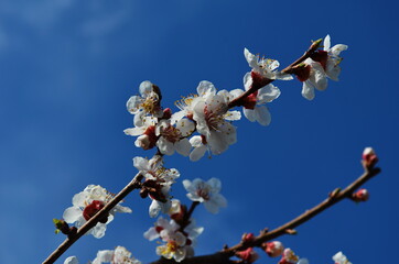 Apricot tree flowers. Spring white flowers on a tree branch. Apricot tree in bloom.