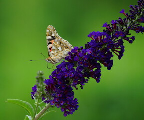 Painted lady on buddleia