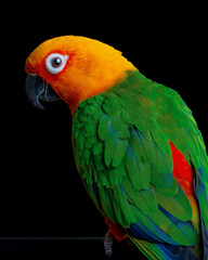 Parrot